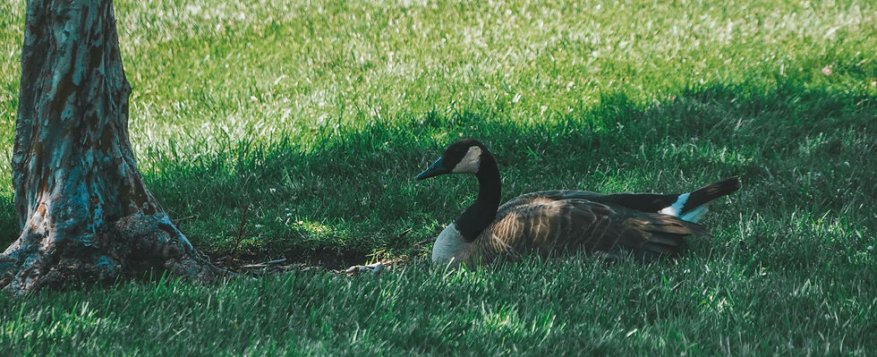 a goose in the shade