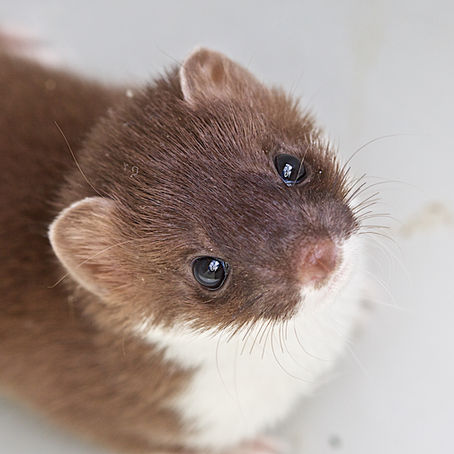 A stoat looking up at the camera