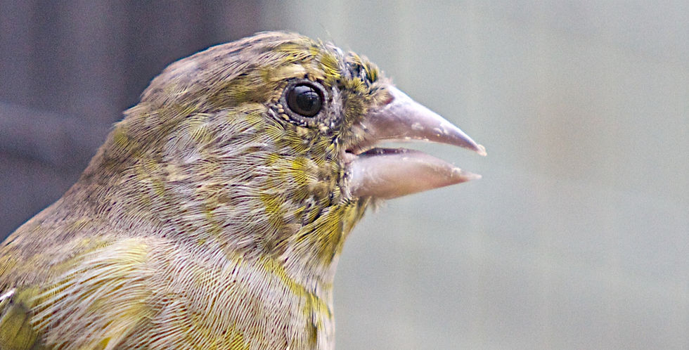 A GREEN FINCH