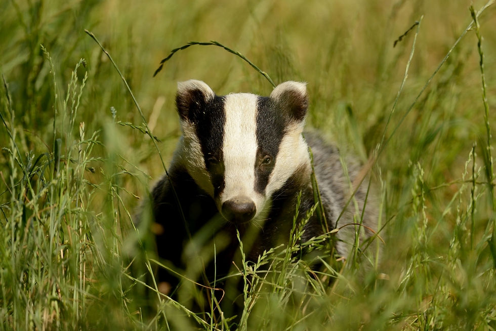A black and white badger in long grass