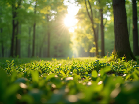The Importance of Sustainable Living in Today's World