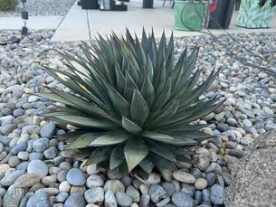 Outdoor Succulent Arrangement Ideas