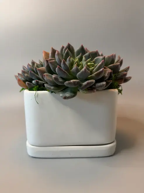 succulent arrangement