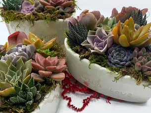 Color-Themed Succulent Arrangement Ideas That Elevate Any Space
