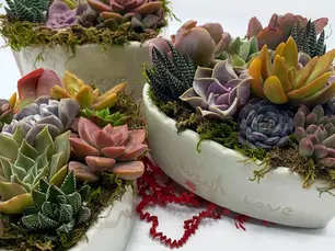 Color-Themed Succulent Arrangement Ideas That Elevate Any Space