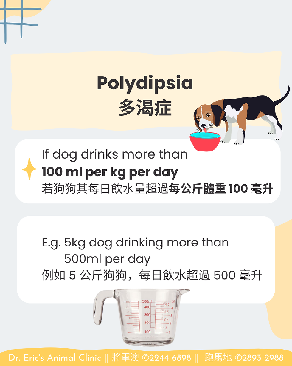 配图显示一只小狗在碗中喝水,旁边有多渴症信息:若狗每日饮水超100毫升每公斤体重需注意。底部有量杯和诊所信息。