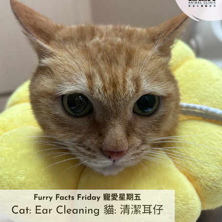 ๐๐พ Professional Cat Ear Care Tips ๐พ๐