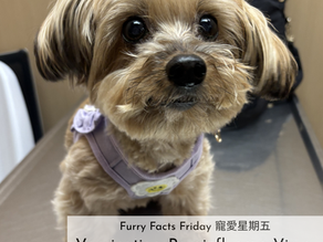 🐶 Dog Parents Must Know: Canine Parainfluenza (CPiV) 🦠‼️