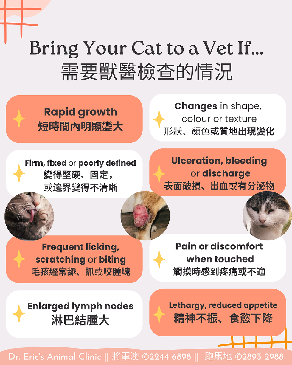 Bilingual poster lists cat vet warning signs with cat photos and a sore growth image on a pastel background.