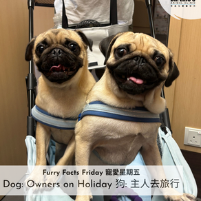 🐾 Summer Holiday Tips for Dog Parents! 🐾