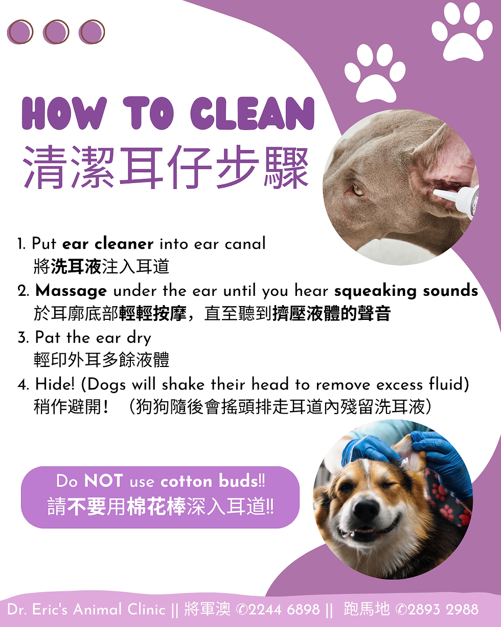 紫白色寵物護理海報，標題為 HOW TO CLEAN／清潔耳仔步驟，示範滴耳液、按摩耳下與擦乾，提醒勿用棉花棒，配狗耳清潔照與腳印圖案。