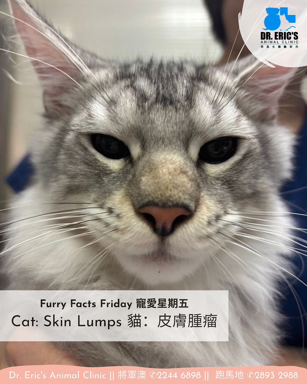 Close-up of a gray-and-white cat in a clinic poster, with text: Furry Facts Friday, Cat: Skin Lumps, and Dr. Ericās Animal Clinic
