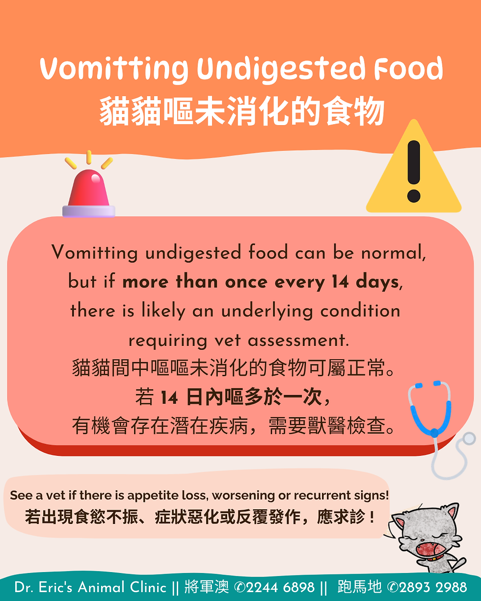 Orange veterinary infographic about vomiting undigested food, with warning icons, cat cartoon, and English/Chinese vet advice.