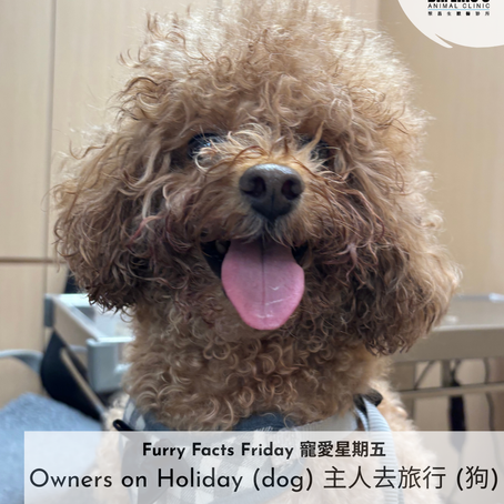 🐾 聖誕旅行必睇！狗主護理貼士 🐾