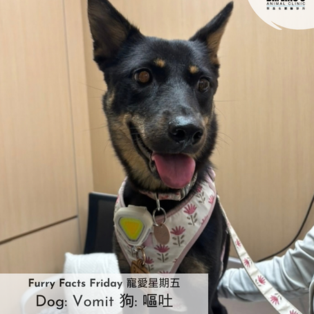 🐾🤢 狗狗嘔吐：飼主必知的專業護理與就醫指南 🐾