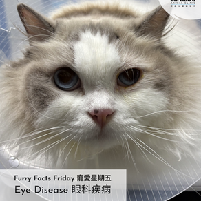 👀Guide to Ocular Care for Cats and Dogs👀