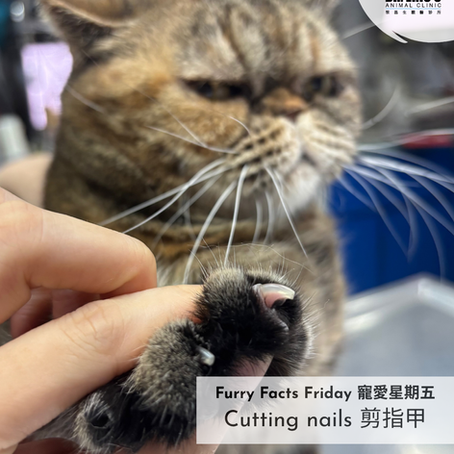 🐾✂️ 剪指甲小貼士 ✂️🐾