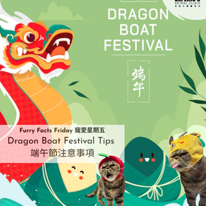 🐾🌿 Wishing everyone a joyful Dragon Boat Festival! 🌿🐾
