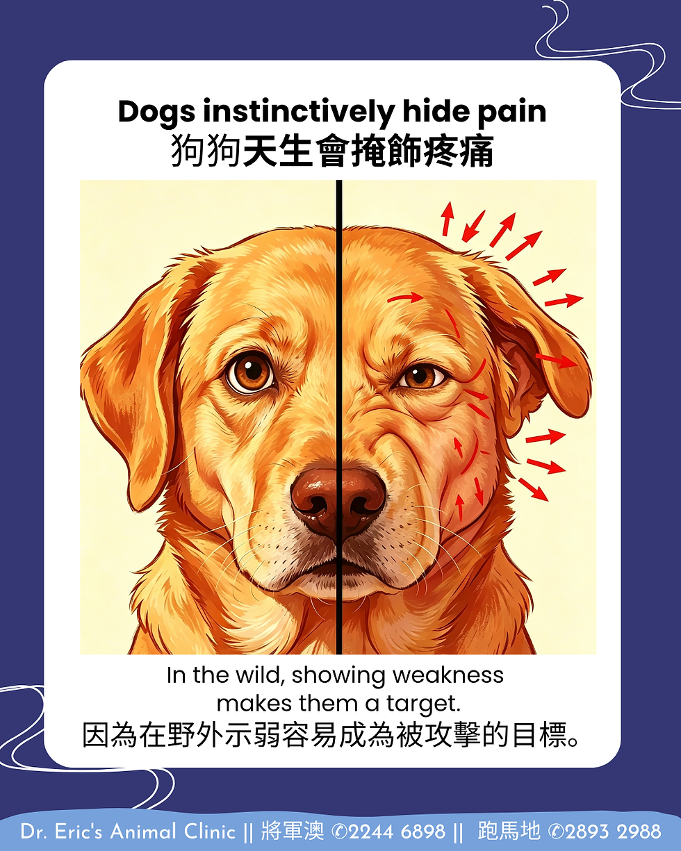 金色猎犬插图分为两半，一边正常，一边显示疼痛，背景暗示狗狗隐藏疼痛的本能。上方有英文和中文文字。