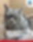 Gray cat with closed eyes on a vet table. Text: Furry Facts Friday, "Cat: Signs of Pain." Dr. Eric's Animal Clinic logo in corner.