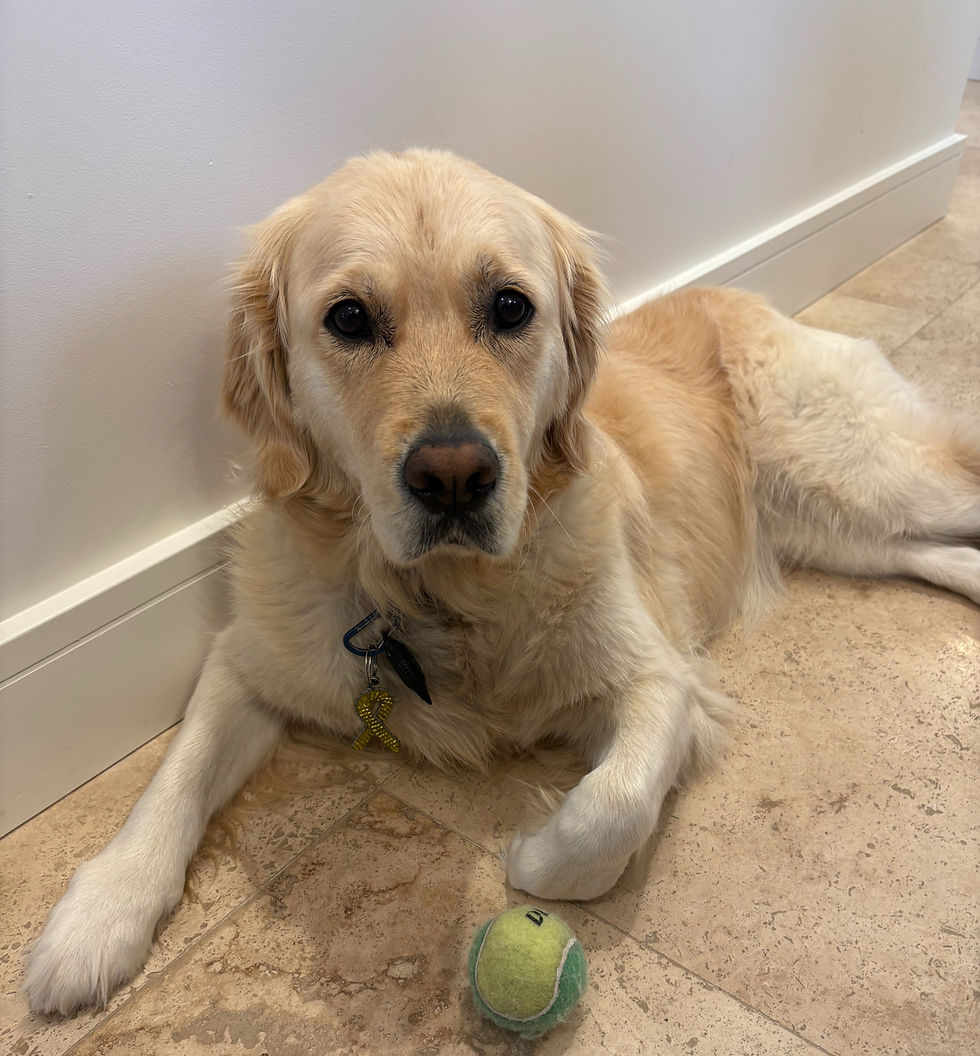 Personal photo of Nala, who always brings me joy