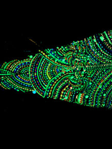 Fluo 8