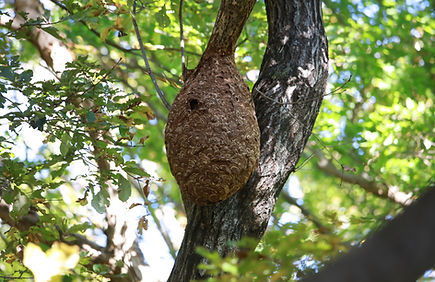 スズメバチ駆除サービス  （ハチ全般対応）