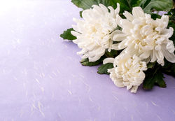 白い菊の花