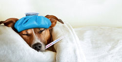 体温計を加えて寝ている犬
