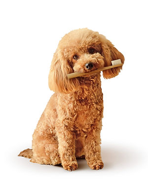 犬