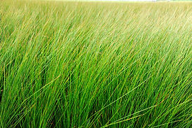 畳殺菌乾燥設備導入