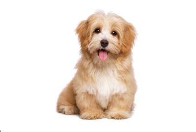 犬