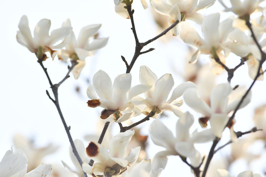 ハクモクレンの花