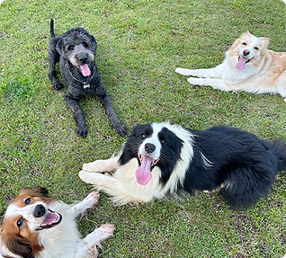 犬の幼稚園