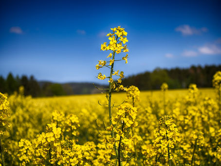 Raps – anstehende Maßnahmen