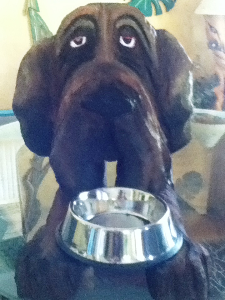 Dog bowl