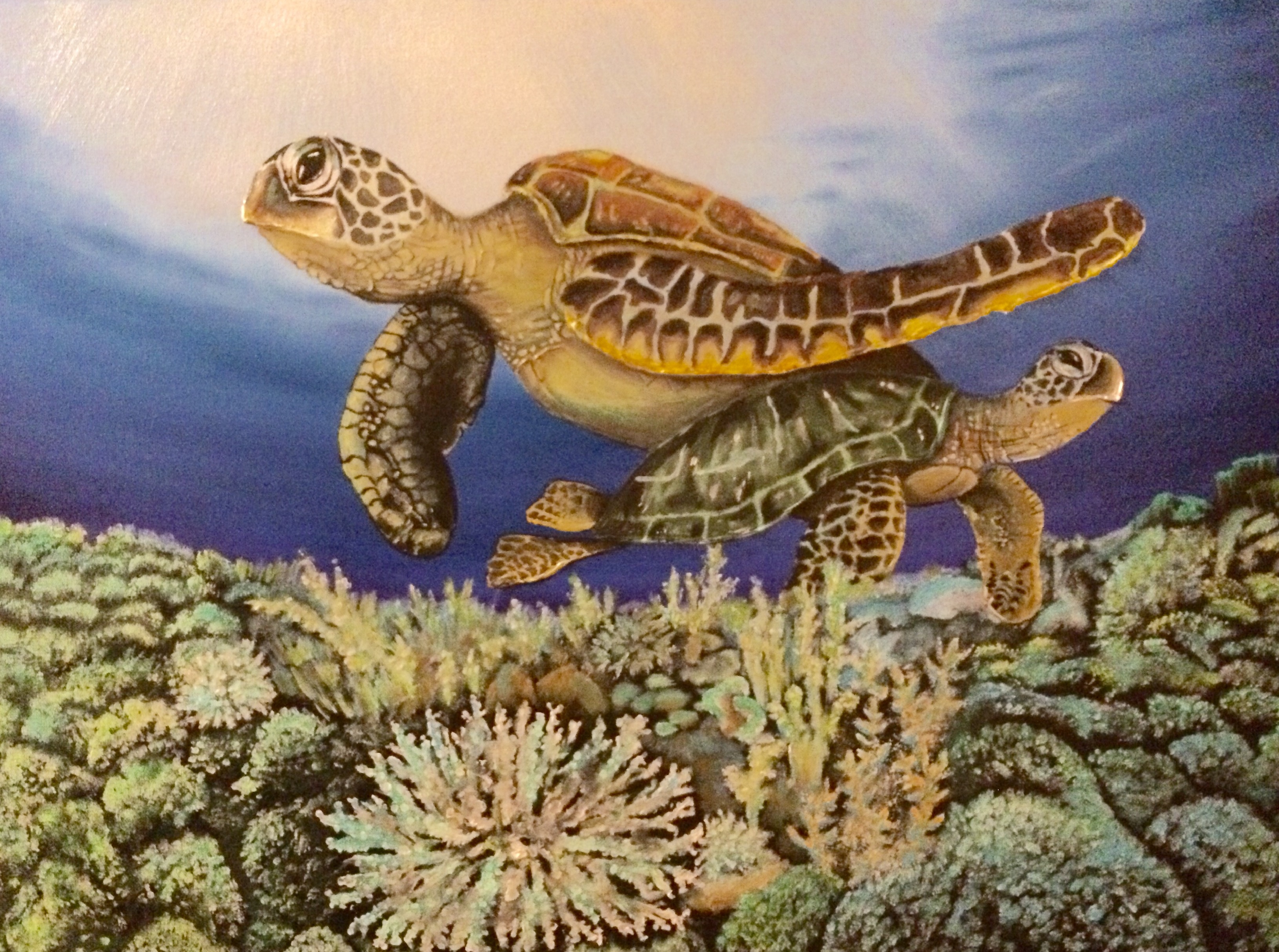 Sea Turtle Reef
