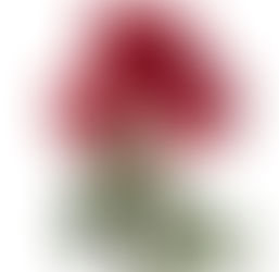 Roses For Life Also Available This Weekend