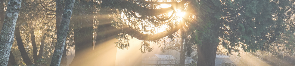 Sunlight Through The Trees_edited.png
