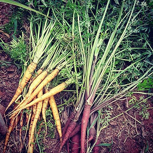 home-grown organic carrots