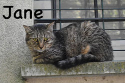 JANE