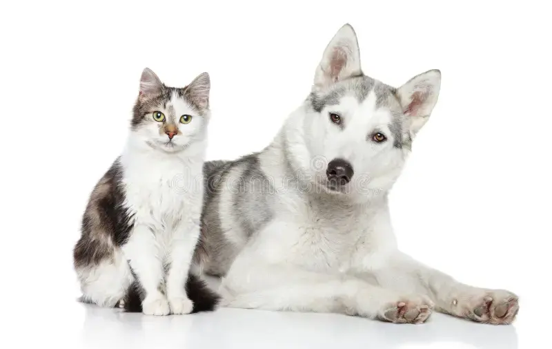 chat-et-chien-sur-un-fond-blanc-31975650.jpg