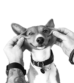 Dog Being Smiled_edited_edited.png