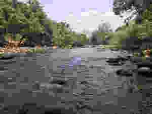 Telemetry studies, tracking fish movements throughout the catchment, will help inform future conservation strategies.