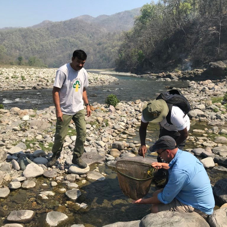 Searching for juvenile mahseer in shallow marginal bays and backwater pools