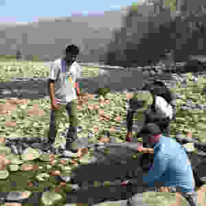 Searching for juvenile mahseer in shallow marginal bays and backwater pools
