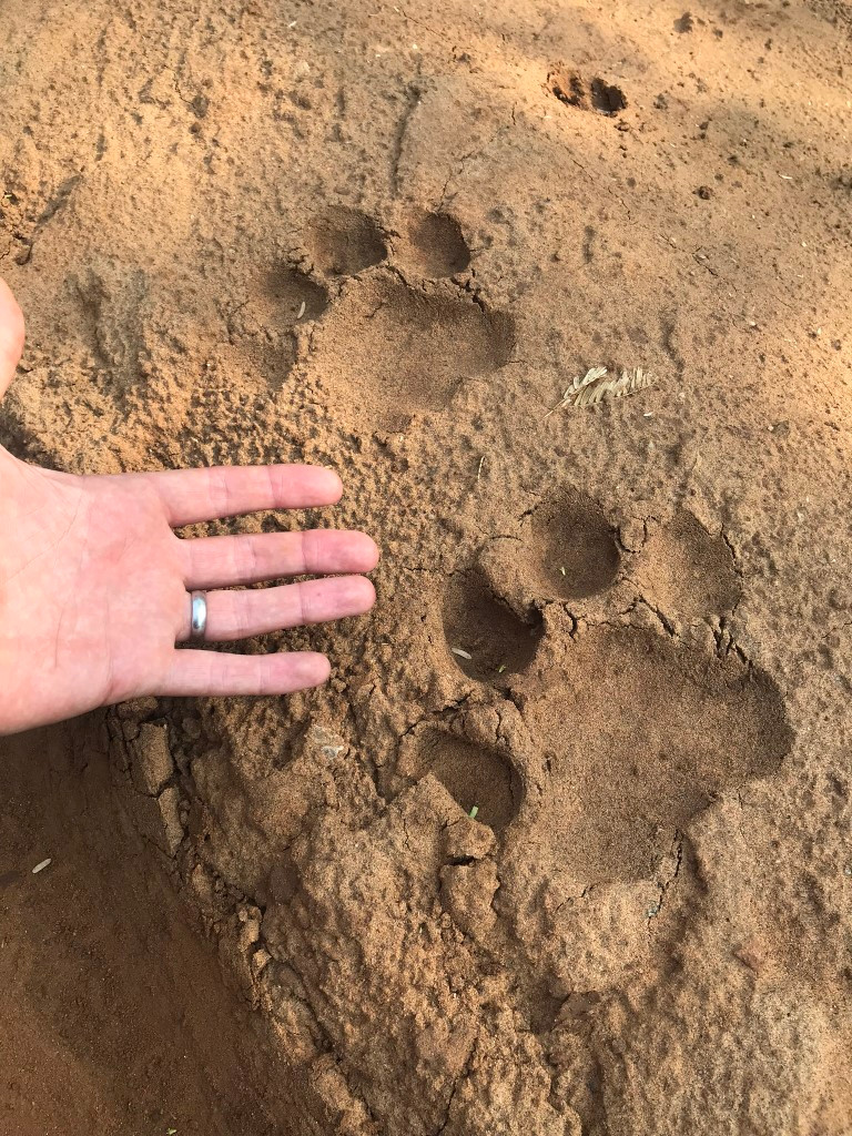 Sathyamangalam and Mudumali Tiger Reserves boast the highest densities of tigers within a single unit anywhere in the world.