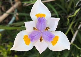 Iris