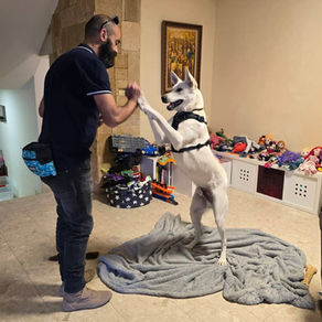 אילוף כלבים בגישה הוליסטית