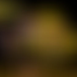 Stephenville Jiu Jitsu star named champion of the 2025 Jiu Jitsu World League.